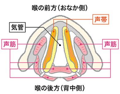 大森元貴歌が上手くなった、歌い方が変わったのはいつ？声の出し方や声変わりの時期は？